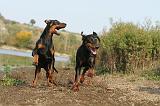 DOBERMANN 486